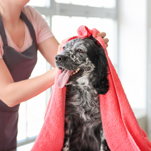 Digital Marketing for Pet Groomers, content marketing, inbound marketing