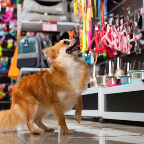 Digital Marketing for Pet Stores, content marketing, inbound marketing