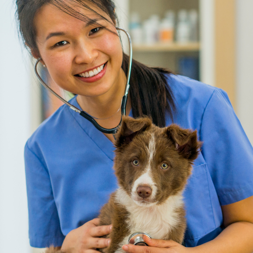 Digital Marketing for Veterinarians, inbound marketing, content marketing